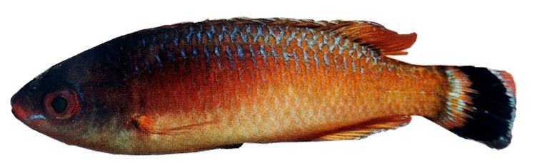 Symphodus melanocercus_0002